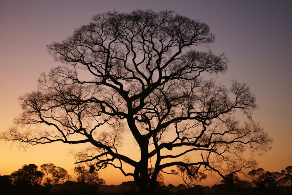 image LAND Canvas Gigantischer Baum im Sonnenuntergang  | Schubiger Möbel