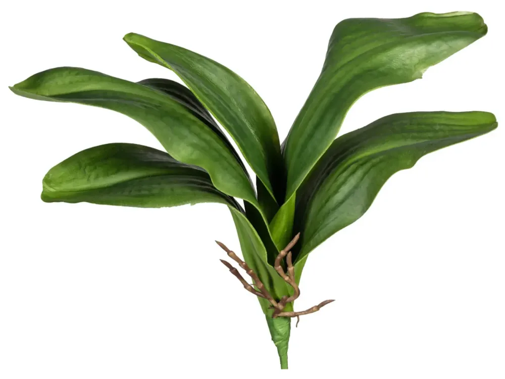 Gasper Kunstblume Orchideenblätter mit Wurzeln H: 37 cm  | Schubiger Möbel