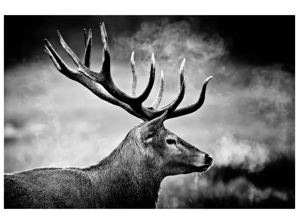 image LAND Canvas Hirsch in Schwarz Weiss  | Schubiger Möbel