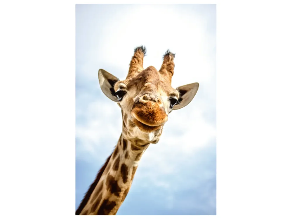 image LAND Alubild Lächelnde Giraffe  | Schubiger Möbel