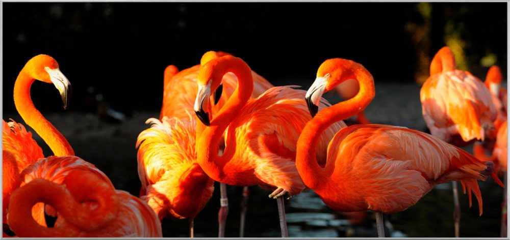 image LAND Bild mit Rahmen Flamingos  | Schubiger Möbel