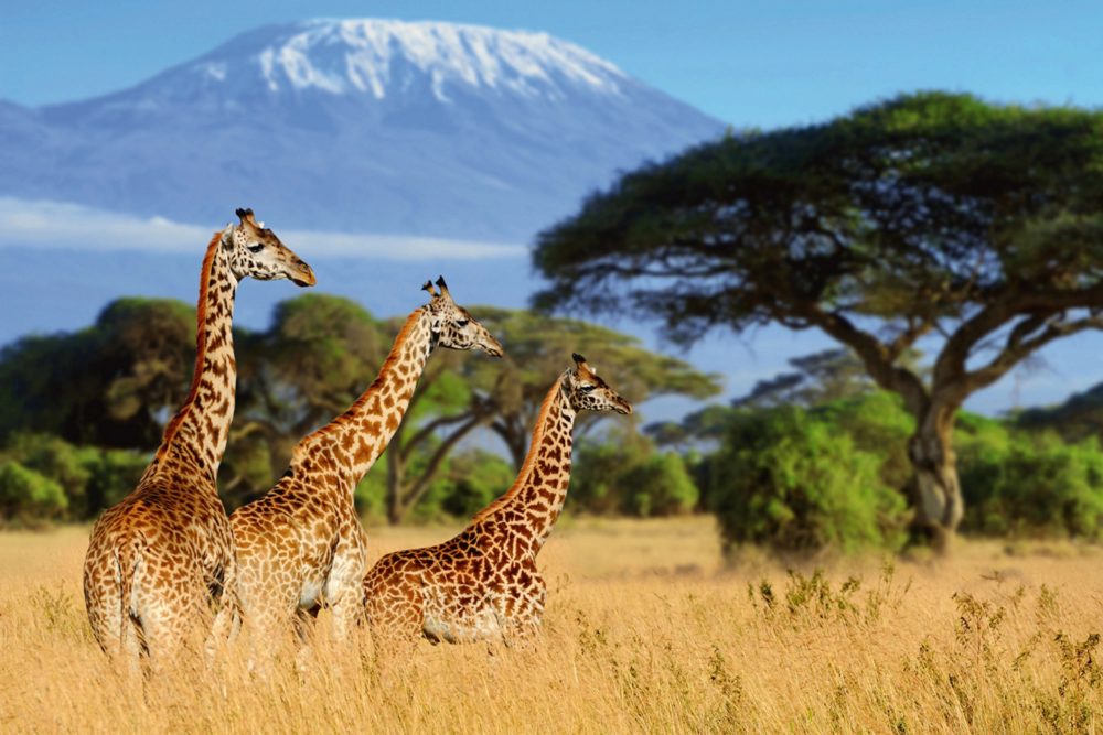 image LAND Alubild Giraffen in Der Savanne  | Schubiger Möbel