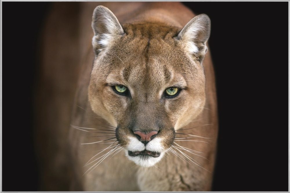 image LAND Bild mit Rahmen Puma  | Schubiger Möbel