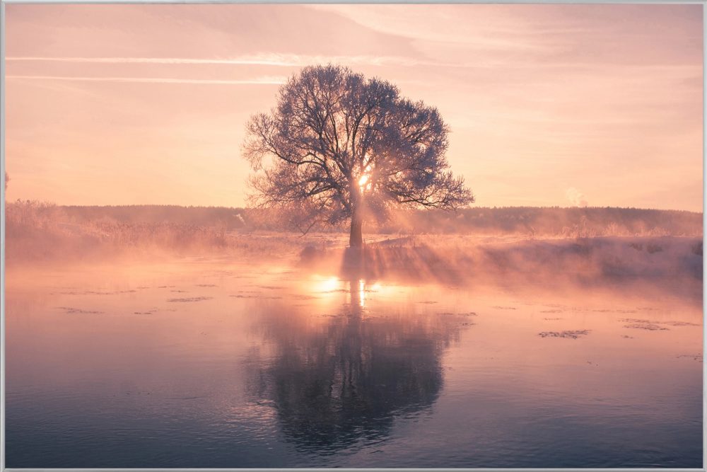 image LAND Bild mit Rahmen Baum mit Spiegelung  | Schubiger Möbel