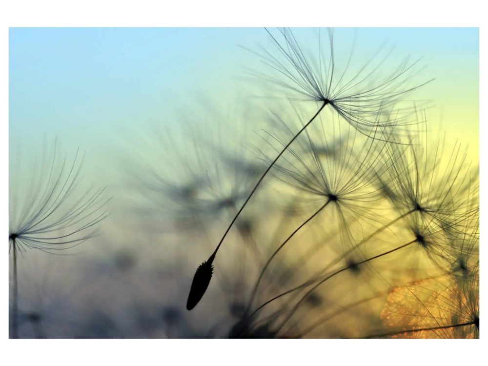 image LAND Digitaldruck auf Acrylglas Pusteblume 1  | Schubiger Möbel