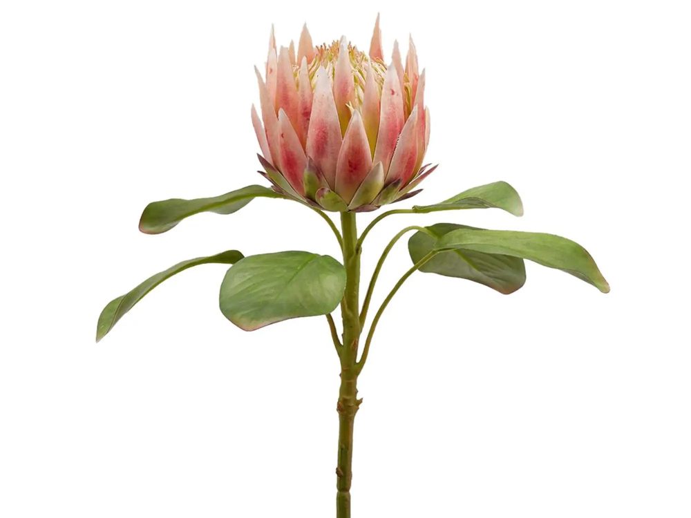 Edg Protea Pink H: 66 cm  | Schubiger Möbel