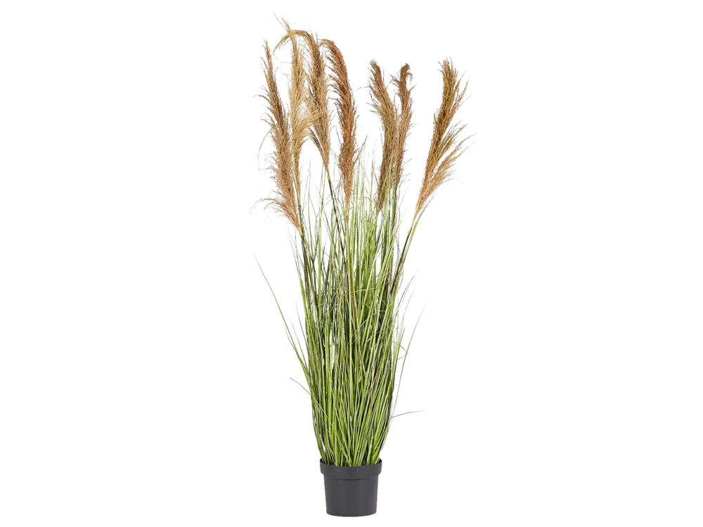 Edg Festuca im Topf H: 173 cm  | Schubiger Möbel