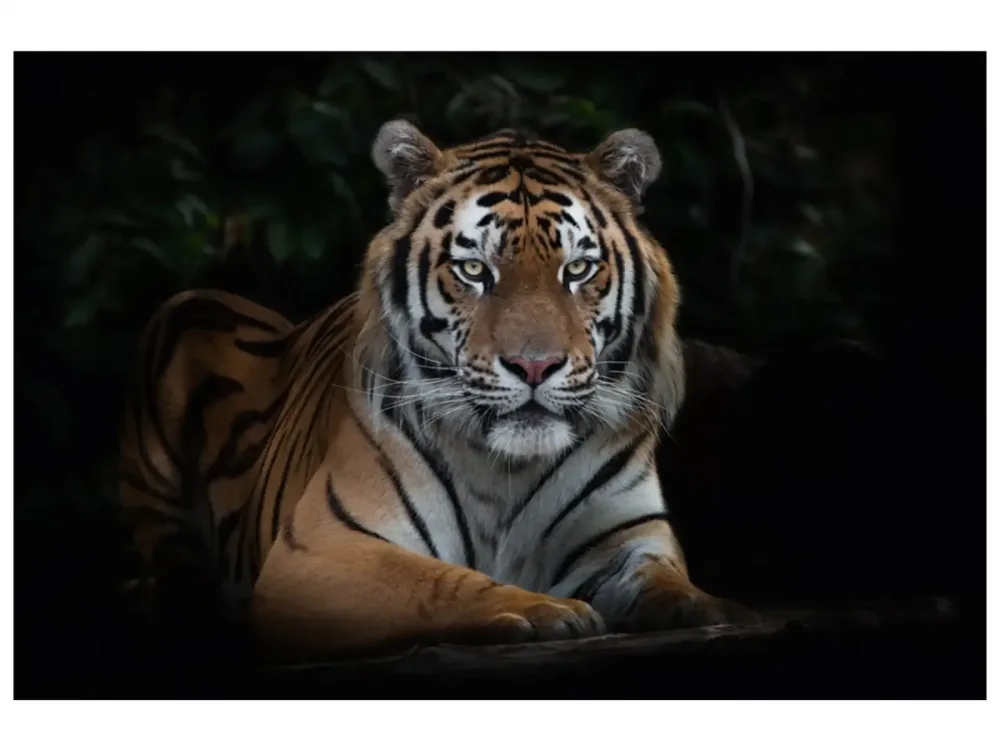 image LAND Digitaldruck auf Acrylglas Imposanter Tiger  | Schubiger Möbel