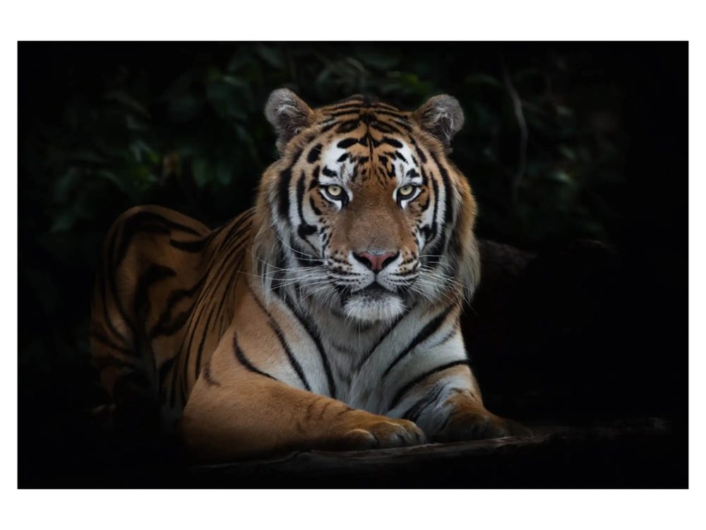 image LAND Digitaldruck auf Acrylglas Imposanter Tiger  | Schubiger Möbel
