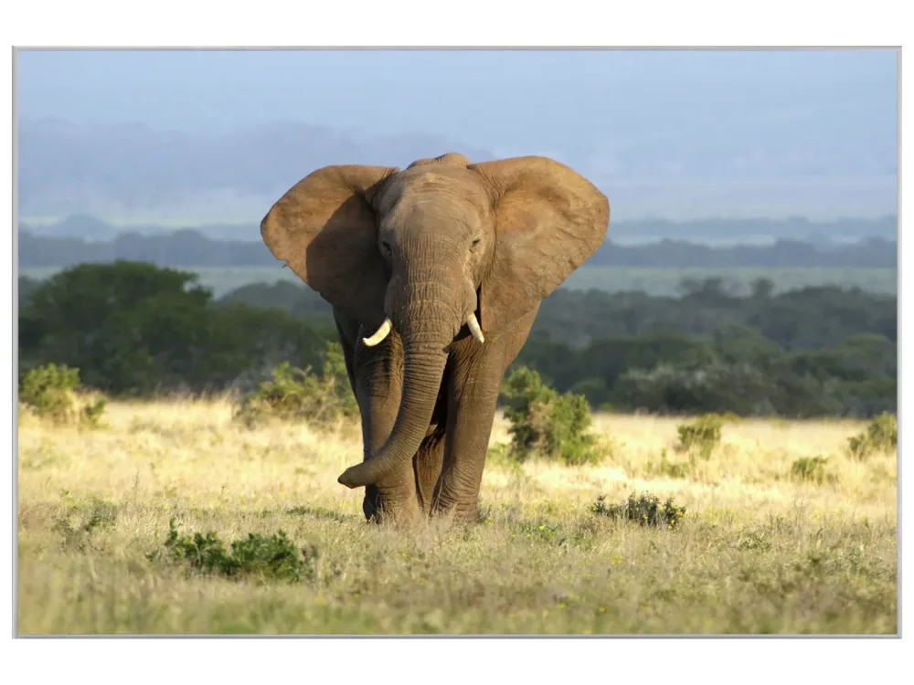image LAND Bild mit Rahmen Elefant in Der Steppe  | Schubiger Möbel