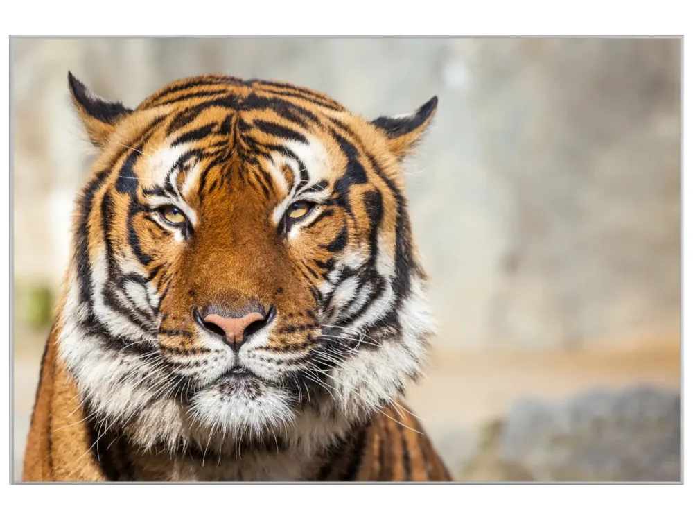 image LAND Bild mit Rahmen Tiger  | Schubiger Möbel