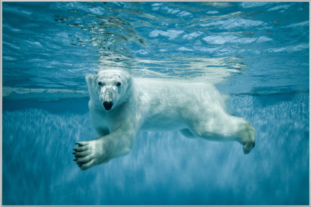 image LAND Bild mit Rahmen Eisbär  | Schubiger Möbel
