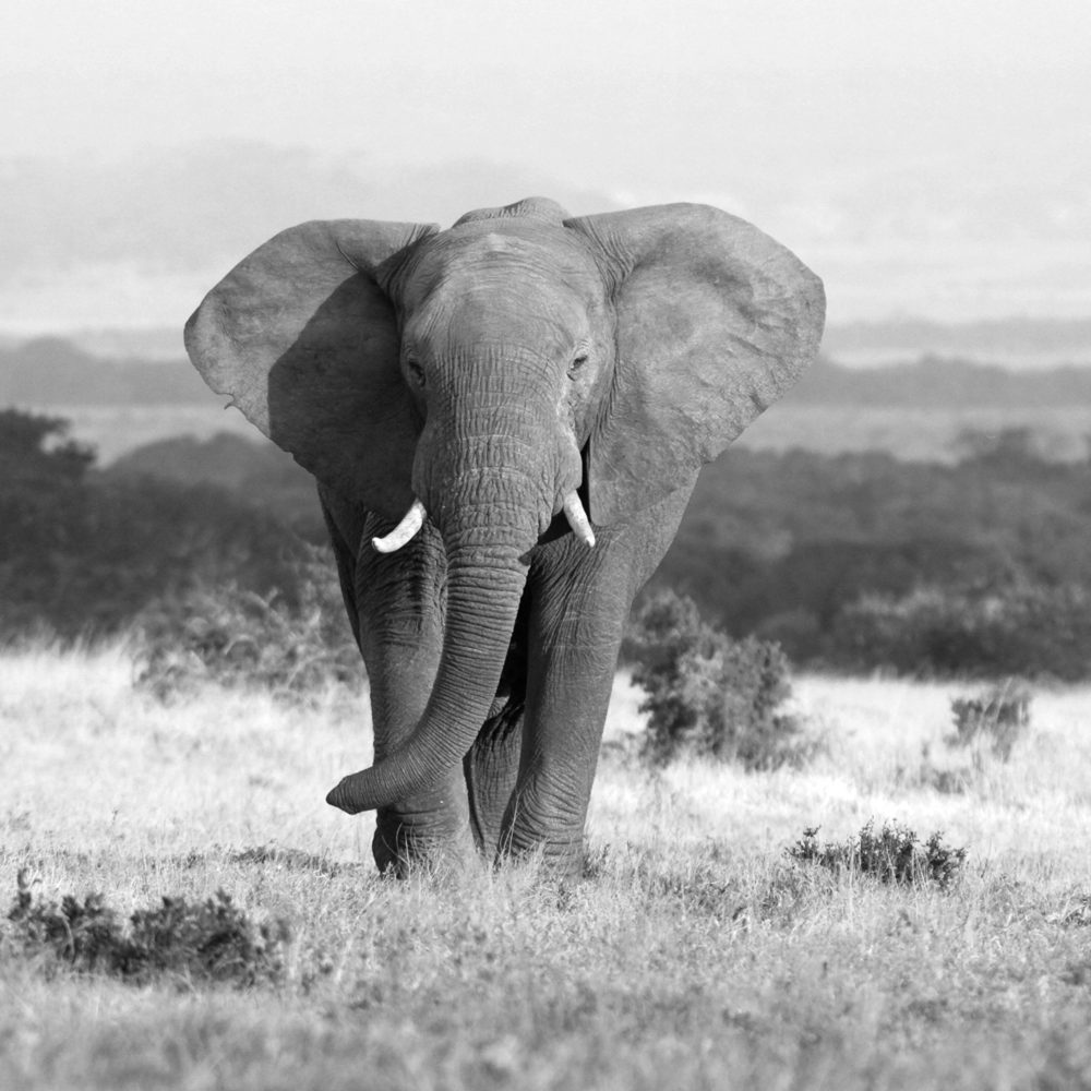 image LAND Acrylglasbild Elefant in Der Steppe  | Schubiger Möbel