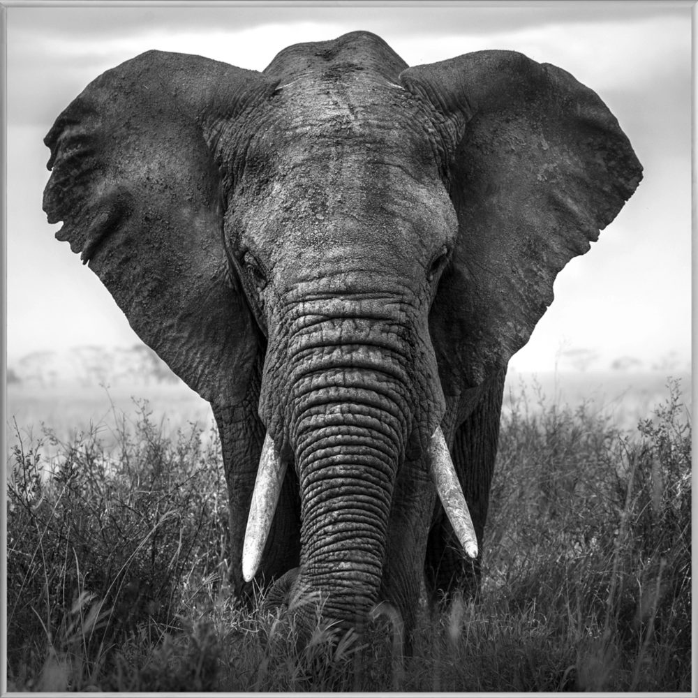 image LAND Bild mit Rahmen Grosser Elefant  | Schubiger Möbel