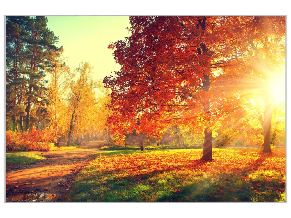 image LAND Bild mit Rahmen Abendstimmung im Herbstwald  | Schubiger Möbel