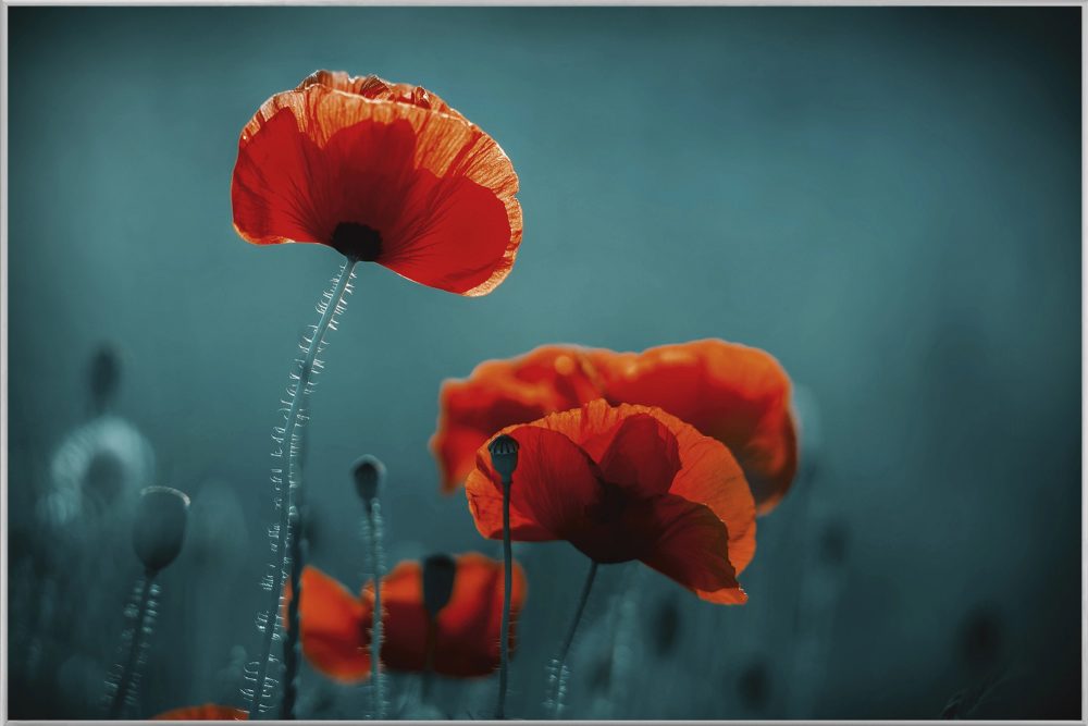 image LAND Bild mit Rahmen Mohnblumen 5  | Schubiger Möbel