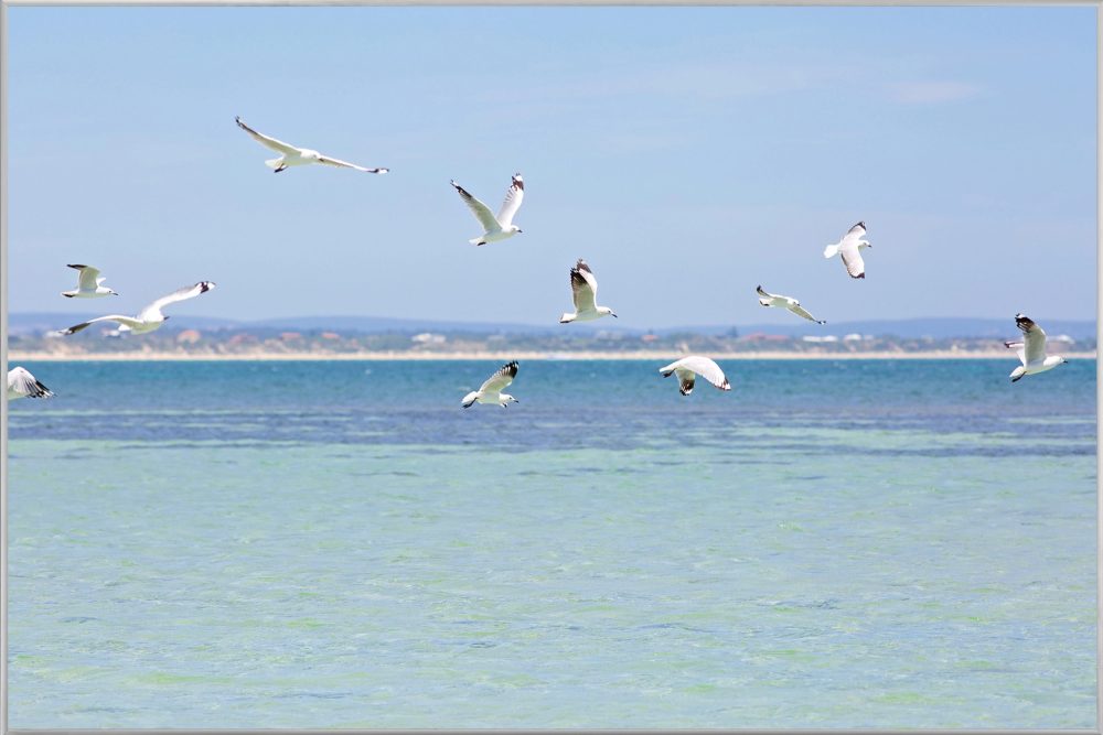 image LAND Bild mit Rahmen Möwen Über Der Nordsee  | Schubiger Möbel