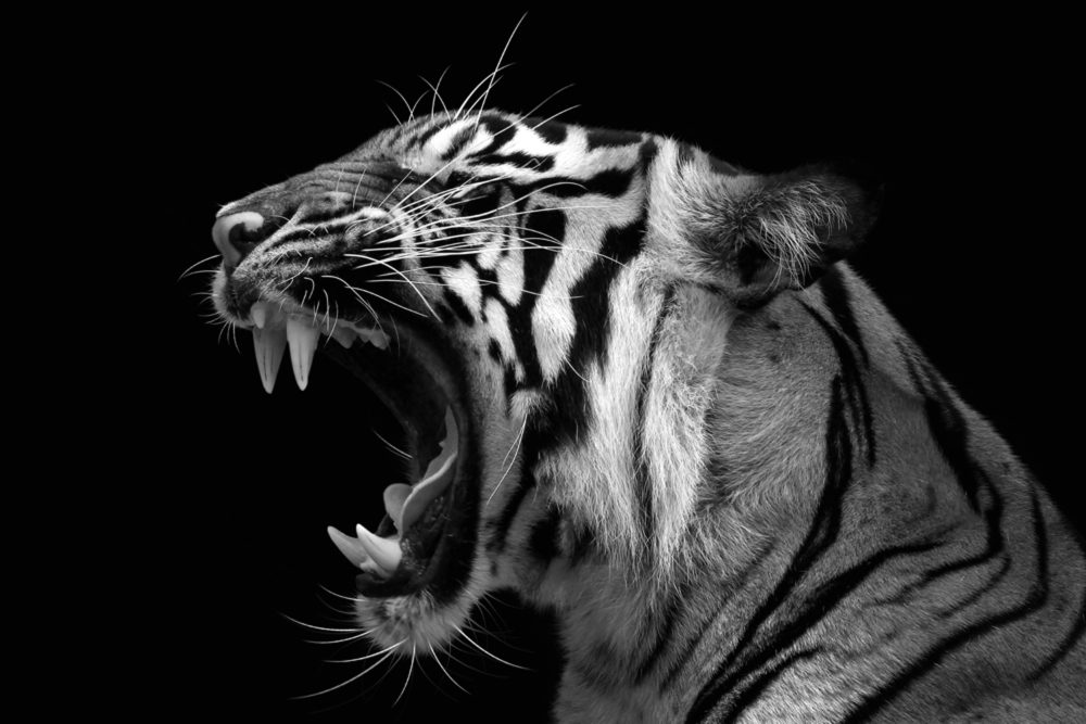 image LAND Acrylglasbild Fauchender Tiger  | Schubiger Möbel