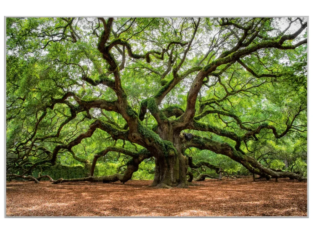 image LAND Bild mit Rahmen Verzweigter Baum  | Schubiger Möbel