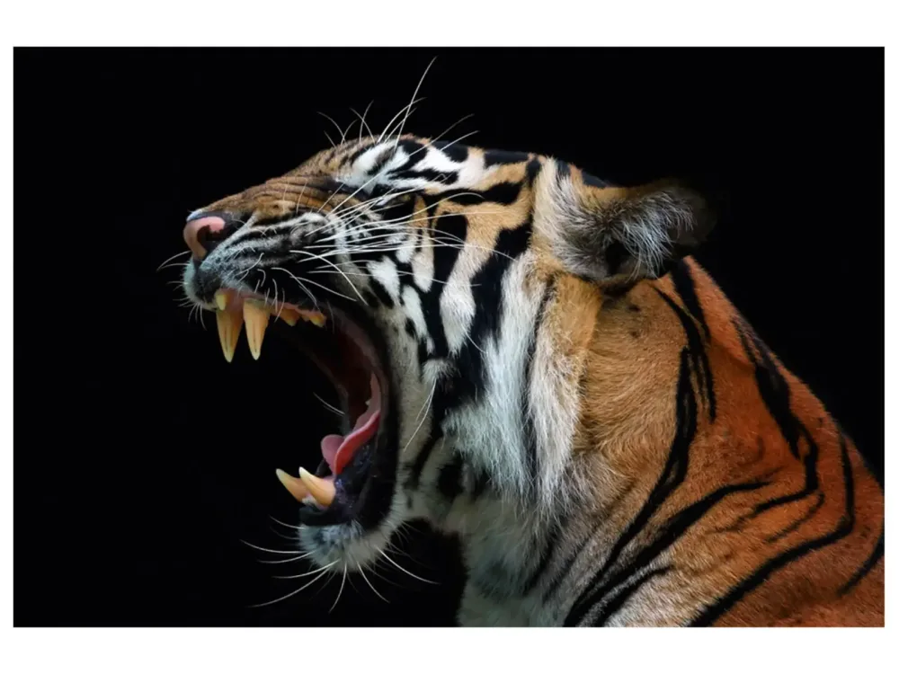 image LAND Digitaldruck auf Acrylglas Fauchender Tiger  | Schubiger Möbel