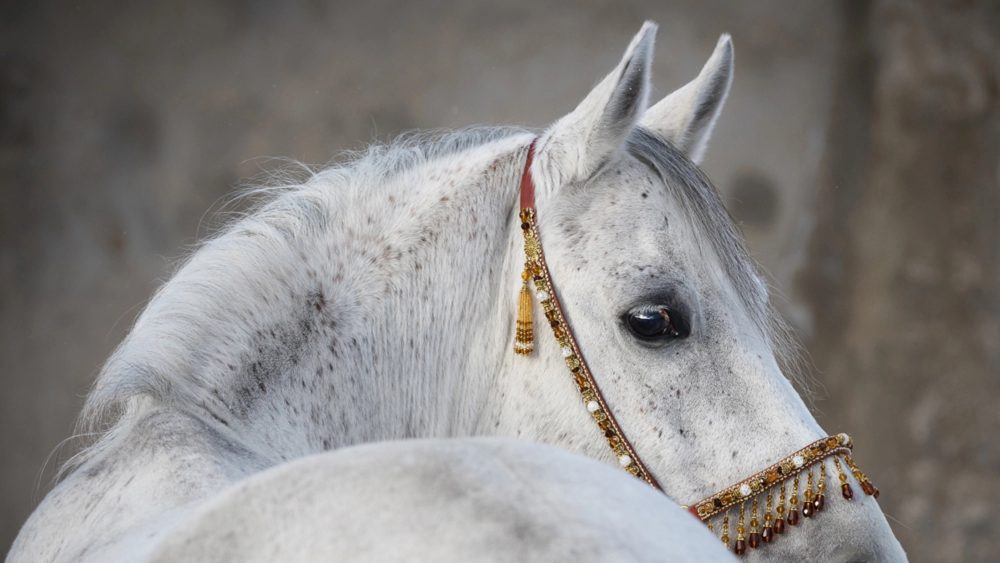 image LAND Alubild Araber Hengst  | Schubiger Möbel