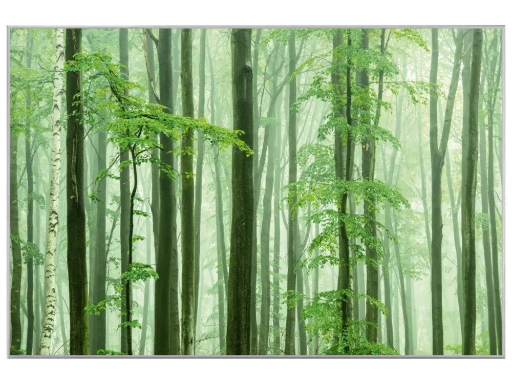 image LAND Bild mit Rahmen Waldstimmung  | Schubiger Möbel