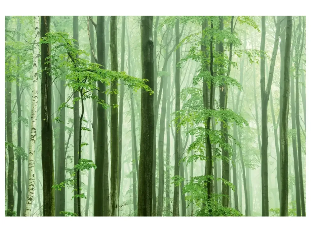 image LAND Digitaldruck auf Acrylglas Waldstimmung  | Schubiger Möbel