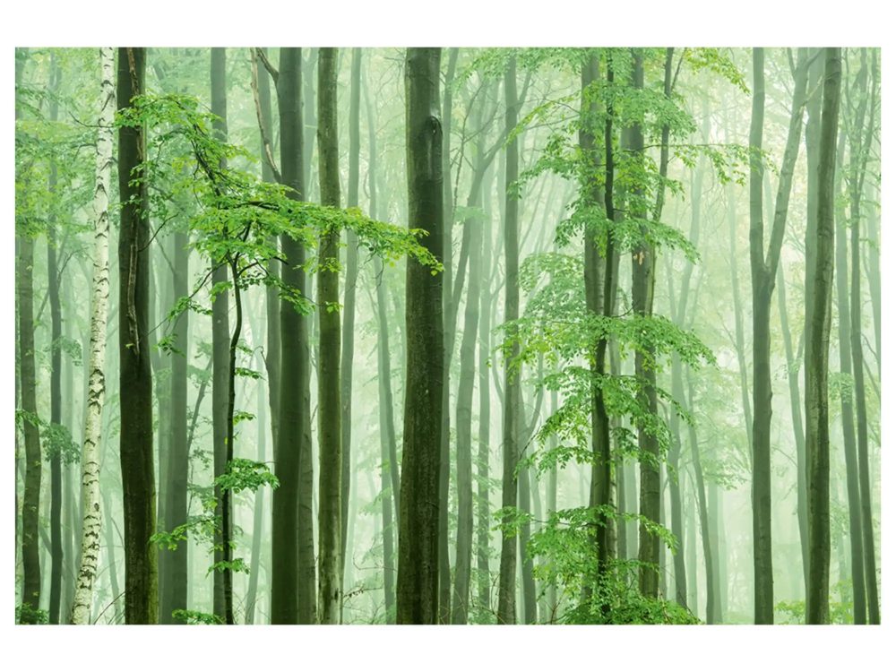 image LAND Digitaldruck auf Acrylglas Waldstimmung  | Schubiger Möbel