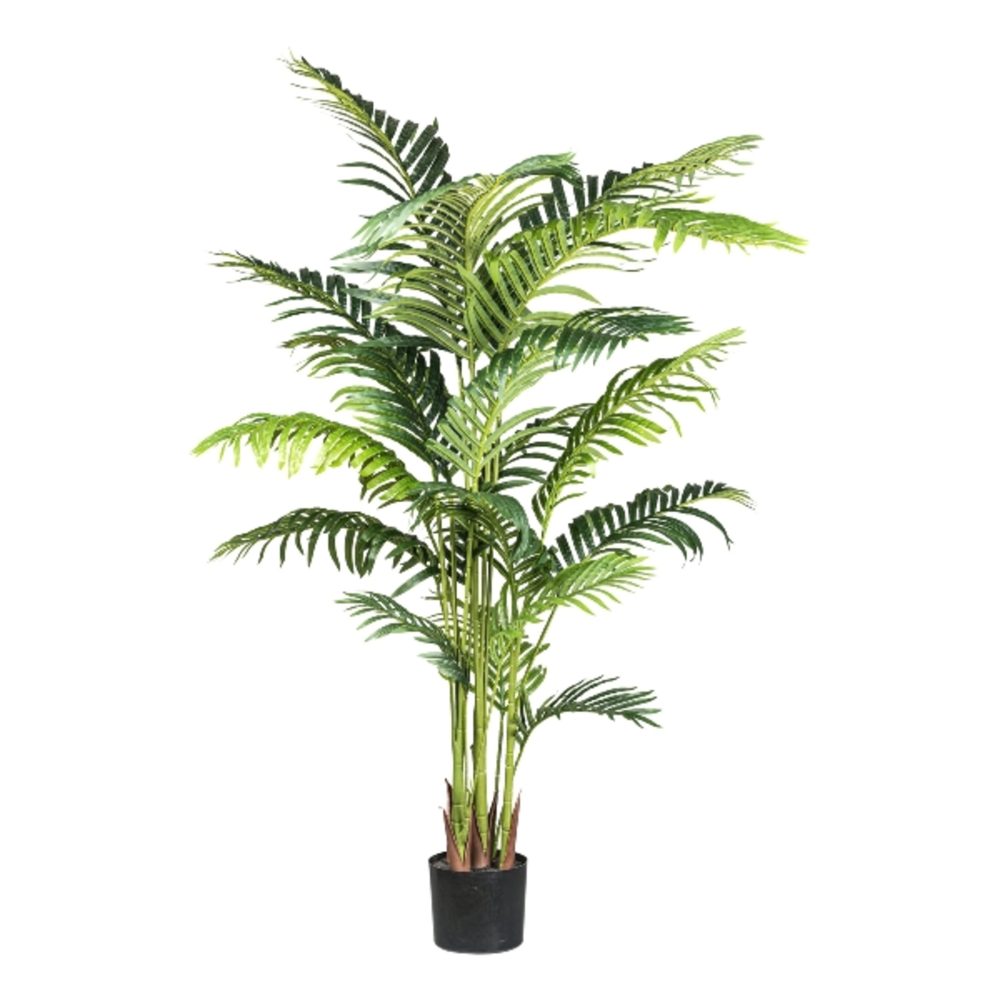Gasper Kunstpflanze Kentiapalme H: 160 cm  | Schubiger Möbel