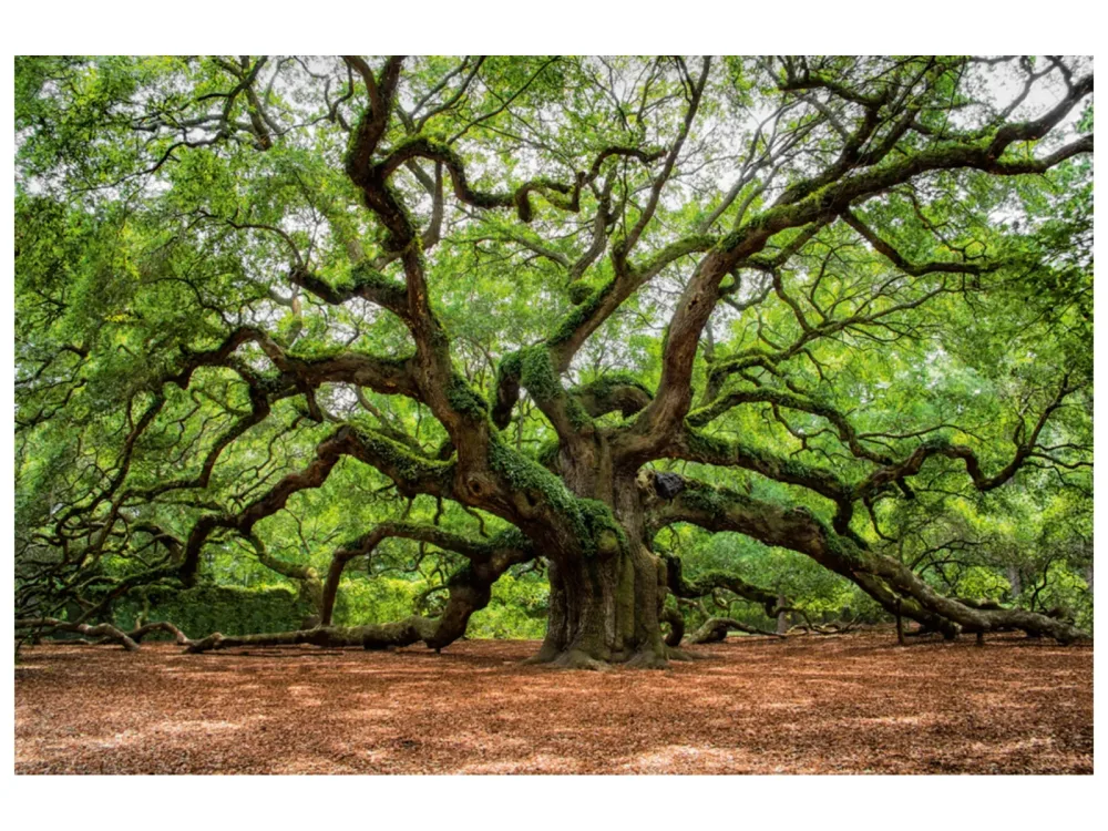 image LAND Canvas Verzweigter Baum  | Schubiger Möbel