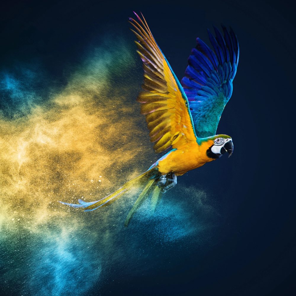 image LAND Alubild Fliegender Papagei  | Schubiger Möbel