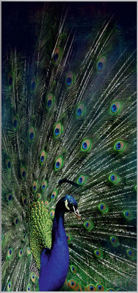 image LAND Bild mit Rahmen Majestätischer Pfau  | Schubiger Möbel