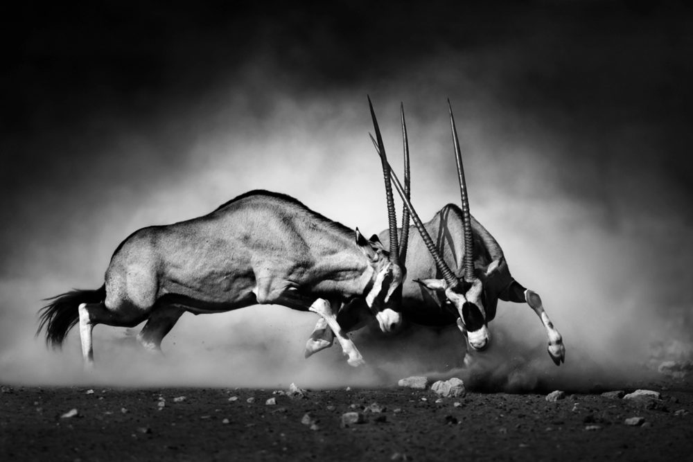 image LAND Alubild 2 Kämpfende Oryx  | Schubiger Möbel