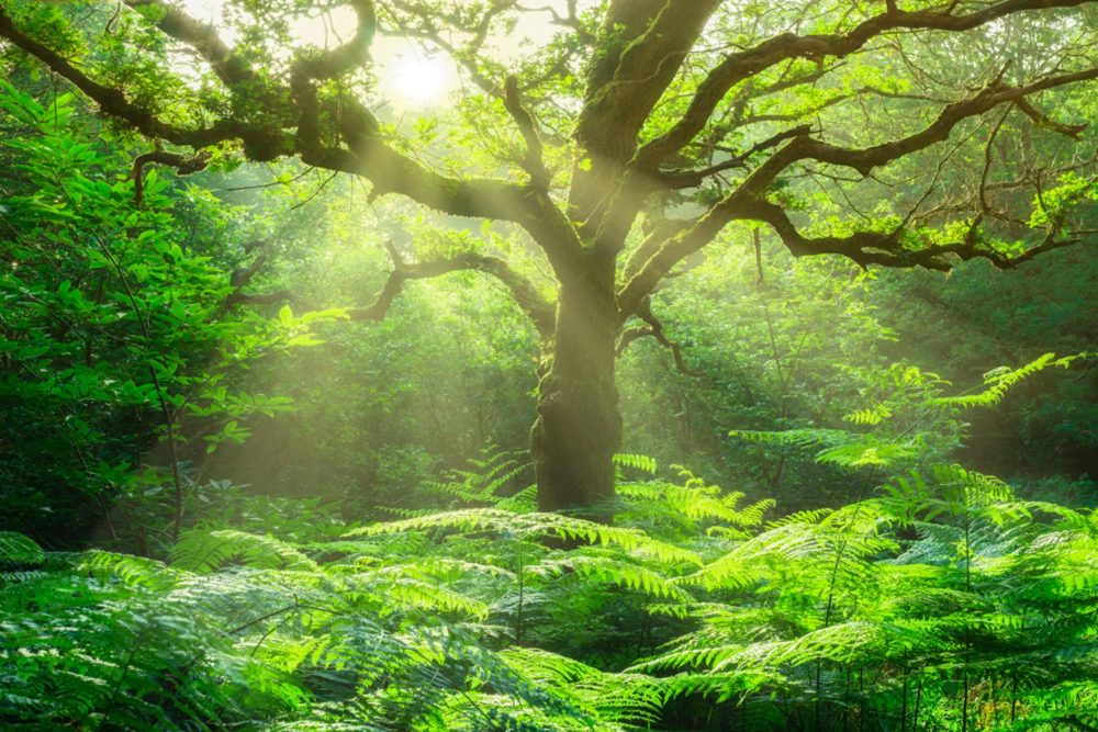 image LAND Alubild Baum im Wald  | Schubiger Möbel