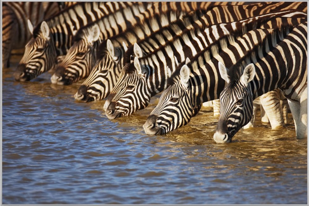image LAND Bild mit Rahmen Zebras am Fluss  | Schubiger Möbel