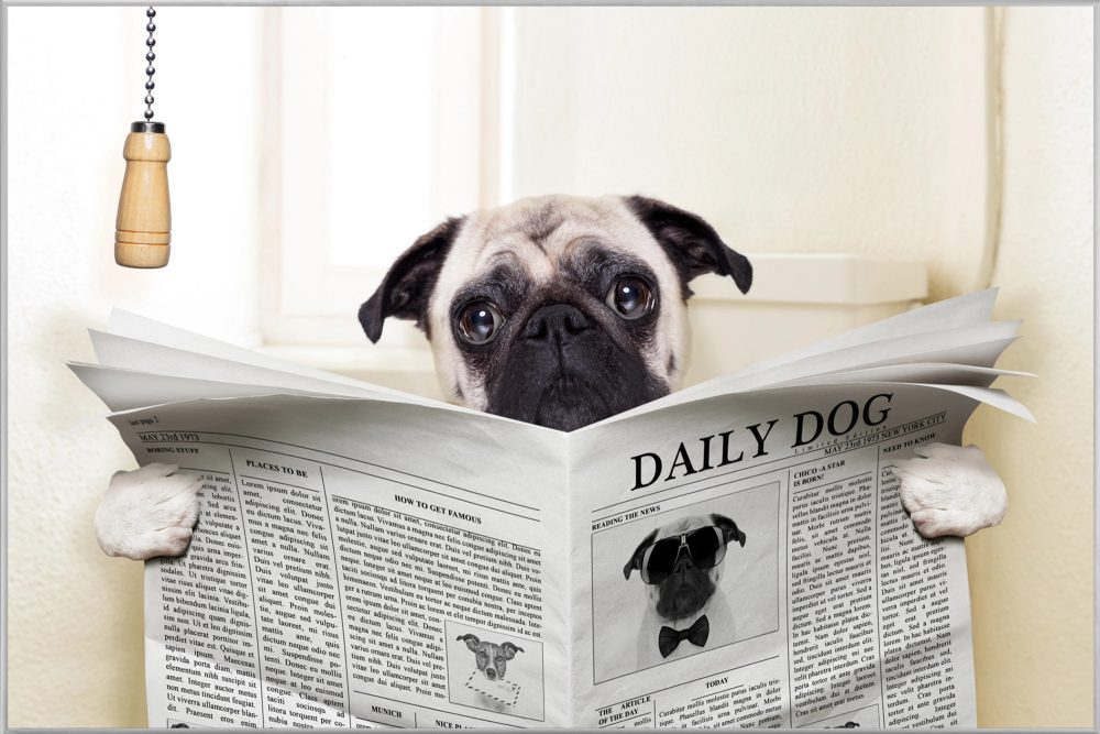 image LAND Bild mit Rahmen Mops mit Zeitung  | Schubiger Möbel
