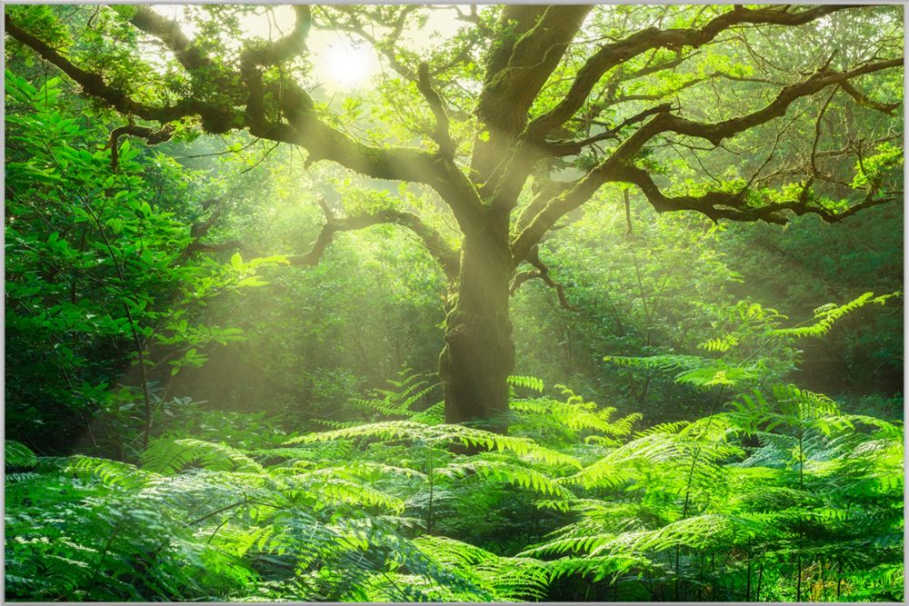 image LAND Bild mit Rahmen Baum im Wald  | Schubiger Möbel