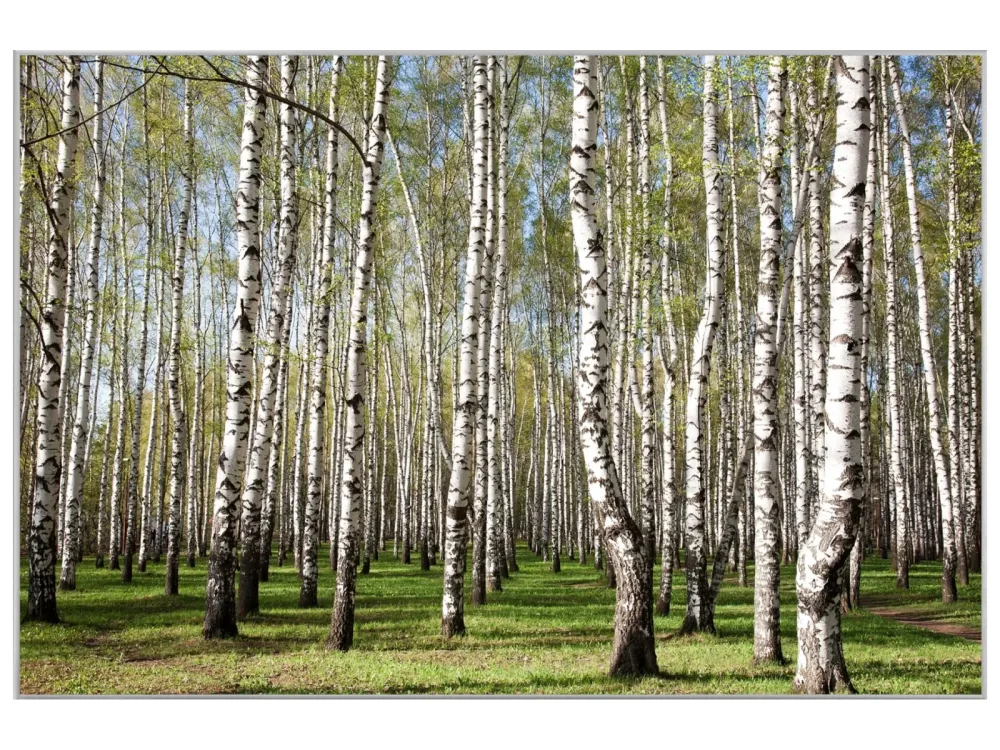 image LAND Bild mit Rahmen Birkenwald  | Schubiger Möbel