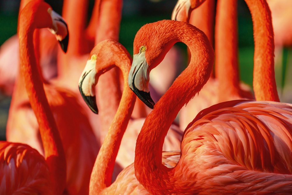 image LAND Alubild Flamingos  | Schubiger Möbel