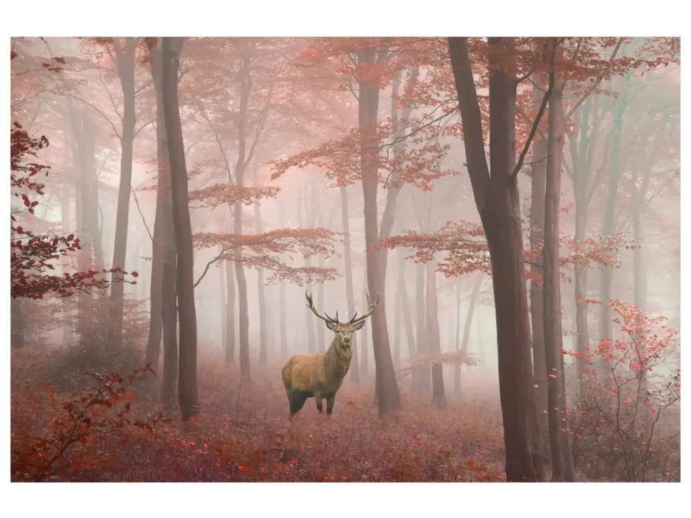 image LAND Digitaldruck auf Glas Hirsch im Herbstwald  | Schubiger Möbel