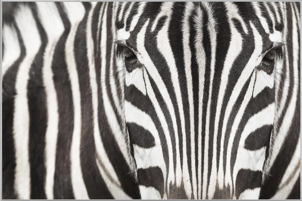 image LAND Bild mit Rahmen Zebra  | Schubiger Möbel
