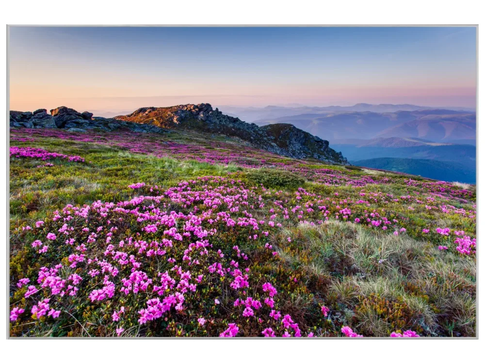 image LAND Bild mit Rahmen Alpenlandschaft mit Lila Blumen  | Schubiger Möbel