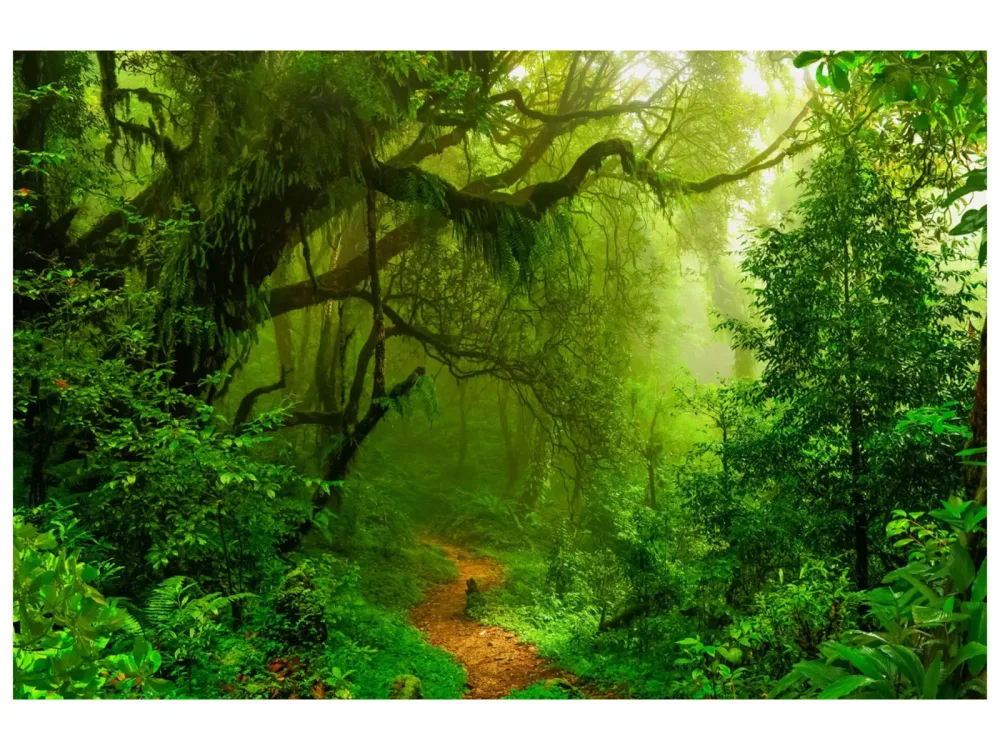 image LAND Canvas Woodland  | Schubiger Möbel