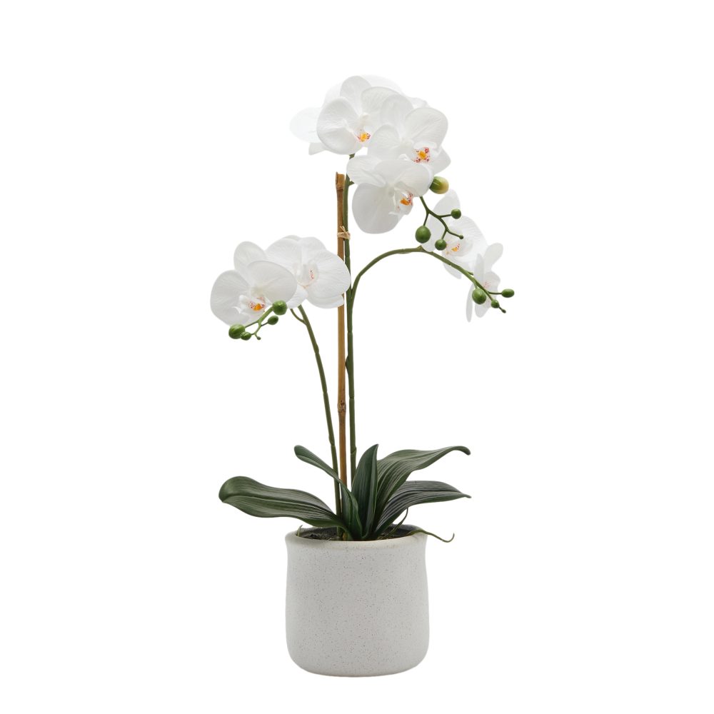 Edg Kunstpflanze Orchidee im Topf H: 56 cm  | Schubiger Möbel