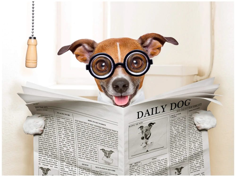 image LAND Digitaldruck auf Glas Hund mit Zeitung  | Schubiger Möbel