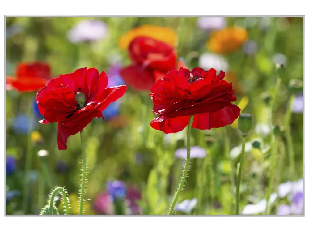 image LAND Bild mit Rahmen Mohnblumen 2  | Schubiger Möbel