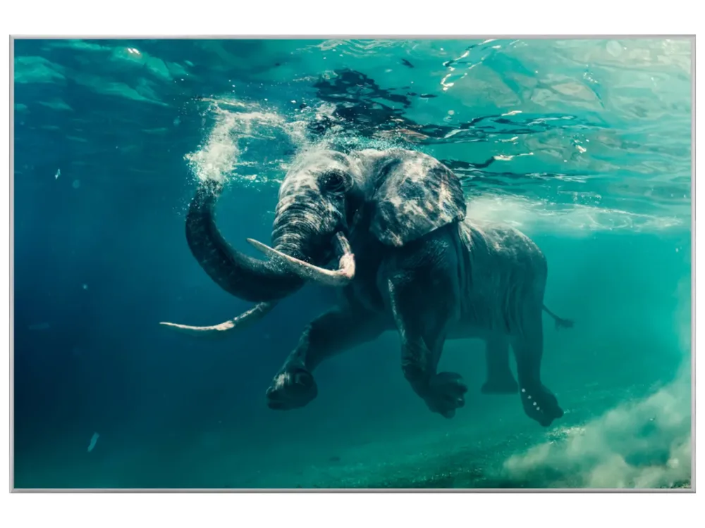 image LAND Bild mit Rahmen Schwimmender Elefant  | Schubiger Möbel