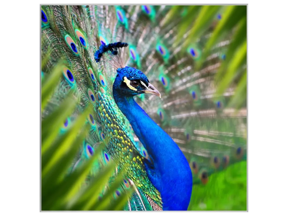 image LAND Bild mit Rahmen Eleganter Pfau  | Schubiger Möbel