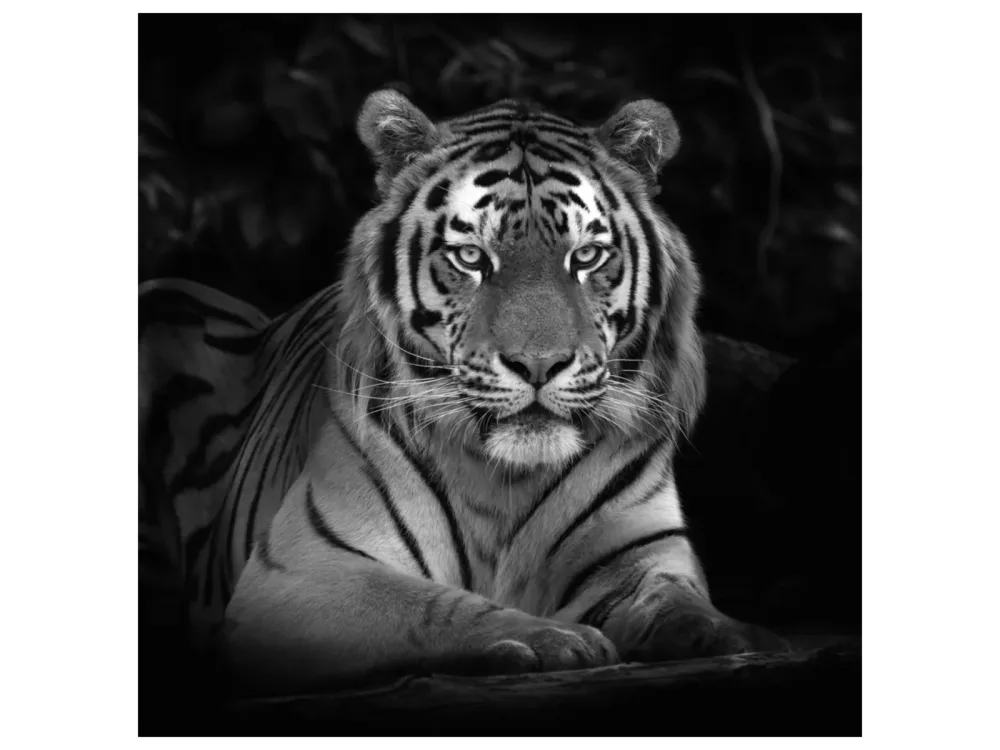 image LAND Canvas Imposanter Tiger  | Schubiger Möbel