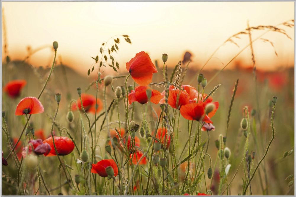 image LAND Bild mit Rahmen Mohnblumen 3  | Schubiger Möbel